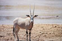 Oryxantilope im Samburu NP am Wasserloch